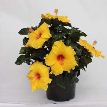 Hibiscus - HibisQs® Multi-Tropic Yellow 