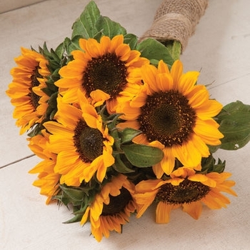 Helianthus annuus 'Sol de Oro' - Sungold Sunflower