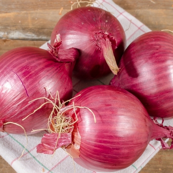 Allium cepa 'Red Wethersfield' - Onion