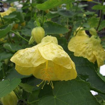 Abutilon hybrid - 'Yellow Finch' Flowering Maple